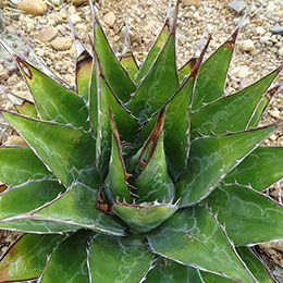 Agave da montanha